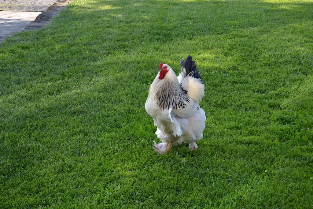 Relais Borgo Del Gallo アックイテルメ エクステリア 写真